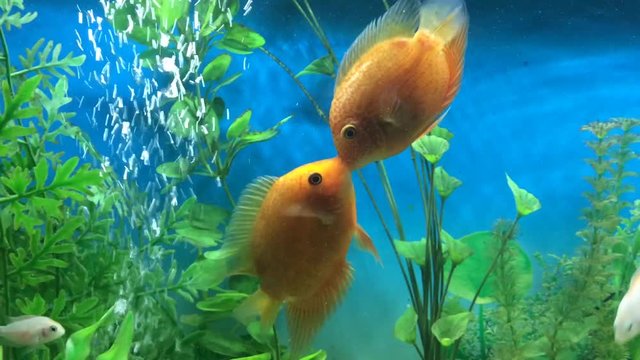 Two males divide territory. Orange fish among the bubbles in the aquarium. Cichlasoma severum, cichlid.