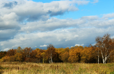 Obraz premium autumn landscape with trees and blue sky