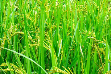 Rice in beautiful rice terraces in Bali, Indonesia.