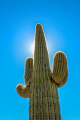 Saguaro in Scottsdale on a clear sunny day