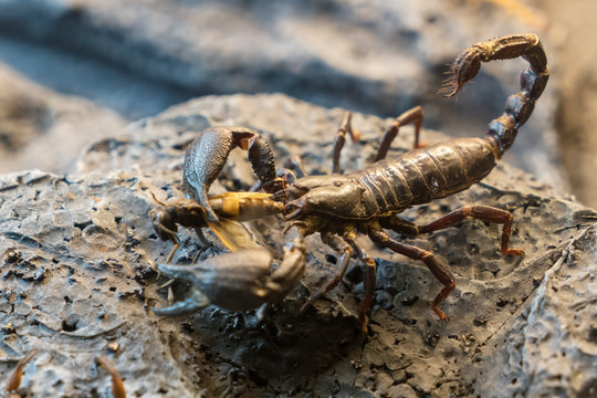 Scorpion Eating A Waspon The Stone