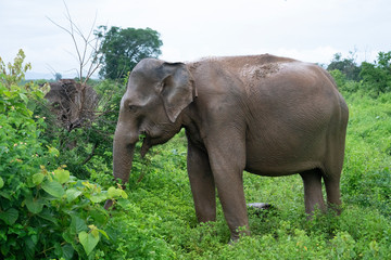 Fototapeta na wymiar elephant in the wilderness