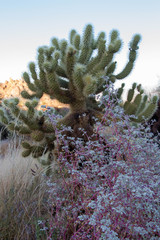 Obraz premium Flowers and a cholla cactus in the Scottsdale spring