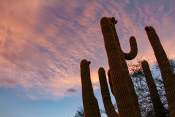 Saguaro in a pink sunset in Scottsdale Arizona