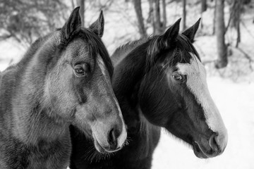 Zwei Pferde auf einer Ranch in schwarz-weiß