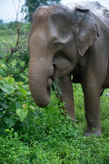 elephant in the bush