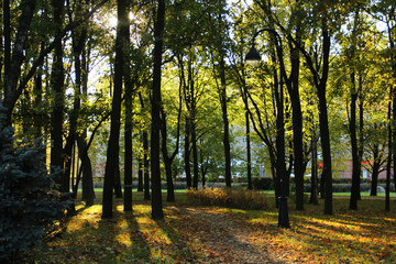 Obraz premium autumn in the forest