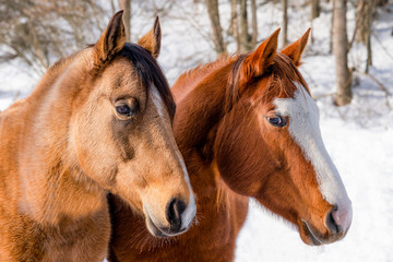 Obraz na płótnie Canvas Zwei braune Pferde auf einer Ranch
