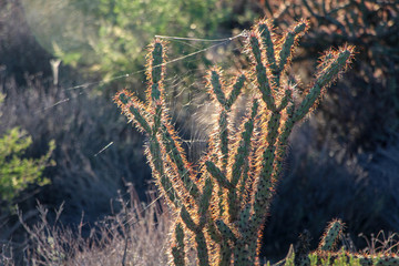 Spiderweb in a Cholla Cactus backlit in Scottsdale Arizona
