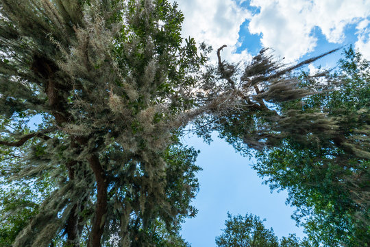 Beautiful trees with the Spanish Moss. They are also called Bartflechten Tillandsie.