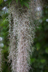 Beautiful trees with the Spanish Moss. They are also called Bartflechten Tillandsie.