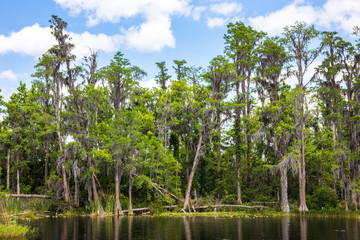 Fototapeta premium Beautiful forests on a lake in Florida. Beautiful lake with green trees.