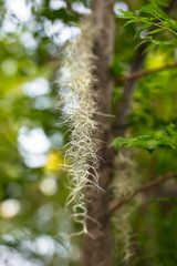 Beautiful trees with the Spanish Moss. 