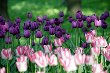 field of pink tulips