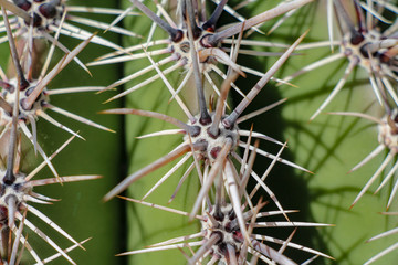 Close up of North Scottsdale Saguaro cactus