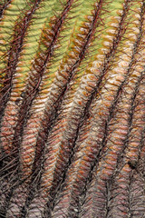 Close up of cactus in North Scottsdale