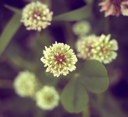 White clover among green grass  in the summer.Good luck symbol.
