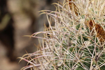 Close up on a Barrel cactus in North Scottsdale