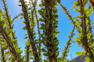 Close up of Ocotillo in the McDowell Sonoran Preserve