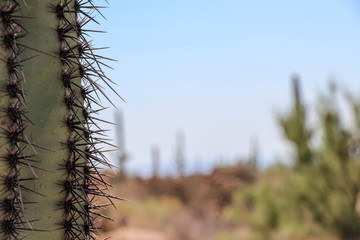 Saguaro close up in the McDowell Sonoran Preserve