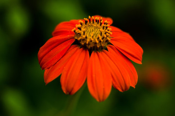 flower in blurred backgorund