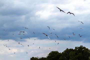 summer cloudy sky over the sea and seagulls