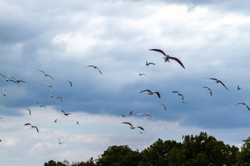 summer cloudy sky over the sea and seagulls