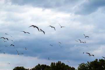 summer cloudy sky over the sea and seagulls