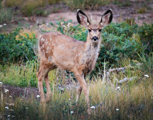 Wild Deer on the High Plains of Colorado
