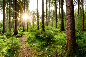 Dekokissen Schöner Wald im Frühling mit strahlender Sonne durch die Bäume © Günter Albers