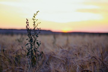 Obraz premium sunset