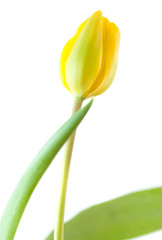 single tulip flower
