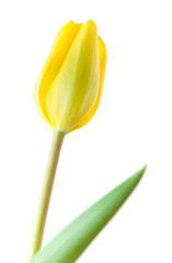 single tulip flower