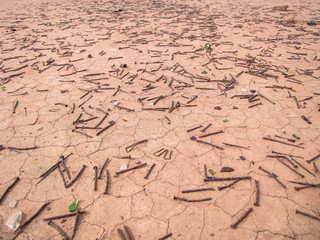 Rusty nails on the cracked dry ground