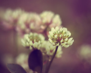 White clover among green grass  in the summer.Good luck symbol.