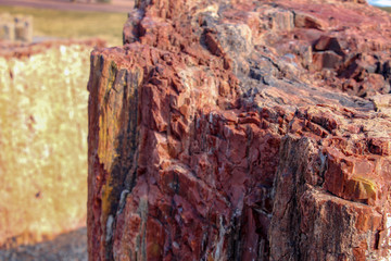 Petrified wood in Holbrook Arizona