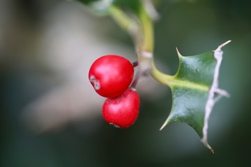 red berries on the branch