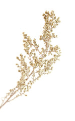 flora of Gran Canaria - Artemisia ramosa