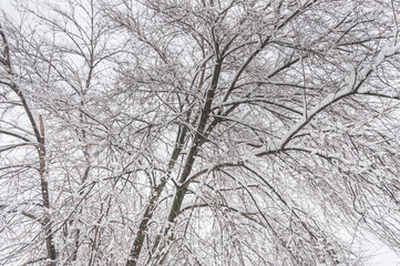 Treetop of tree branches without leafs covered with ice and frost on the misty or fogy cold winter day nature background