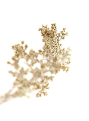 flora of Gran Canaria - Artemisia ramosa