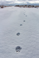 Paw Prints in the snow in Northern Arizona
