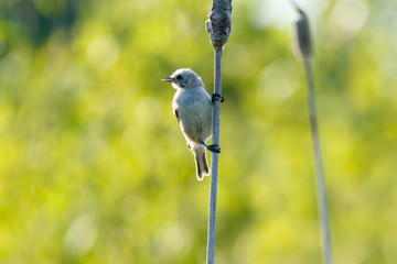 Penduline Tit (Remiz pendulinus).