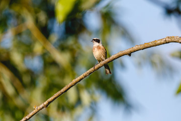 Penduline Tit (Remiz pendulinus).