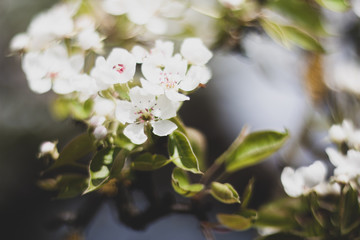 Cherry blossom in spring garden