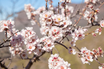 flowering almonds background