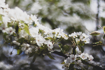 Cherry blossom in spring garden