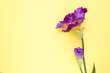purple artificial flower solitary on a yellow background, the top view isolated