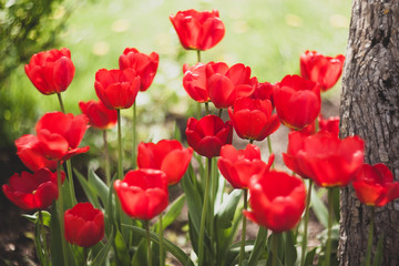 Blooming red tulips in the spring garden
