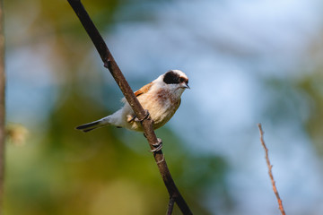 Penduline Tit (Remiz pendulinus).