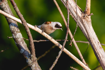Penduline Tit (Remiz pendulinus).